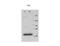 GTP-binding nuclear protein Ran antibody, IQ245, Immuquest, Immunohistochemistry paraffin image 