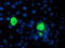 Sedoheptulokinase antibody, LS-C173133, Lifespan Biosciences, Immunofluorescence image 