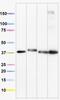 NADH:Ubiquinone Oxidoreductase Subunit A9 antibody, ab14713, Abcam, Western Blot image 