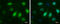 Cyclin A2 antibody, GTX634420, GeneTex, Immunofluorescence image 