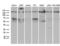 Structural Maintenance Of Chromosomes 1A antibody, LS-C792231, Lifespan Biosciences, Western Blot image 
