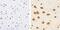 Claudin 11 antibody, 36-4500, Invitrogen Antibodies, Immunohistochemistry frozen image 