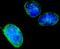 CAN antibody, NB100-2244, Novus Biologicals, Immunofluorescence image 