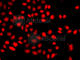 HIF-2-alpha antibody, A7553, ABclonal Technology, Immunofluorescence image 