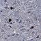 Casein Kinase 1 Gamma 1 antibody, AF3186, R&D Systems, Immunohistochemistry frozen image 