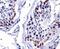 Double homeobox protein 4 antibody, MA5-16147, Invitrogen Antibodies, Immunohistochemistry paraffin image 