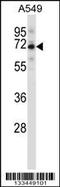 Spindle Apparatus Coiled-Coil Protein 1 antibody, 57-083, ProSci, Western Blot image 