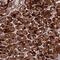 HSPB1 Associated Protein 1 antibody, NBP1-92014, Novus Biologicals, Immunohistochemistry paraffin image 