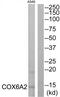 Cytochrome C Oxidase Subunit 6A2 antibody, TA312908, Origene, Western Blot image 