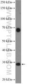 Ankyrin Repeat Domain 29 antibody, 23999-1-AP, Proteintech Group, Western Blot image 