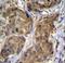 Ring Finger Protein 11 antibody, LS-C162647, Lifespan Biosciences, Immunohistochemistry paraffin image 