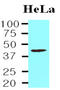 TAR DNA Binding Protein antibody, LS-B2957, Lifespan Biosciences, Western Blot image 