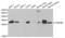 Charged multivesicular body protein 2b antibody, PA5-76796, Invitrogen Antibodies, Western Blot image 