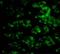 C1q And TNF Related 1 antibody, GTX85079, GeneTex, Immunohistochemistry paraffin image 