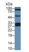 Apolipoprotein A1 antibody, MBS2001346, MyBioSource, Western Blot image 