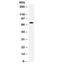 Interleukin 7 antibody, R31954, NSJ Bioreagents, Western Blot image 