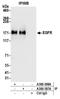 EGFR antibody, A300-388A, Bethyl Labs, Immunoprecipitation image 