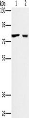 CASC3 Exon Junction Complex Subunit antibody, TA349748, Origene, Western Blot image 