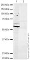 Occludin antibody, ab31721, Abcam, Western Blot image 