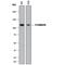 Cadherin 1 antibody, MAB7481, R&D Systems, Western Blot image 