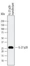 Interleukin 27 antibody, MAB7430, R&D Systems, Western Blot image 