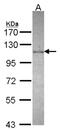 DEAD-Box Helicase 23 antibody, NBP2-16129, Novus Biologicals, Western Blot image 