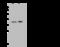 Ras Association Domain Family Member 2 antibody, 202754-T36, Sino Biological, Western Blot image 