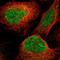 Procollagen C-Endopeptidase Enhancer 2 antibody, HPA013203, Atlas Antibodies, Immunofluorescence image 