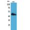 CD177 Molecule antibody, LS-C387043, Lifespan Biosciences, Western Blot image 