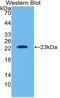 Lymphotoxin Alpha antibody, LS-C296857, Lifespan Biosciences, Western Blot image 