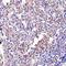 BCL2 Binding Component 3 antibody, orb75858, Biorbyt, Immunohistochemistry paraffin image 