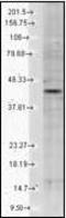 Potassium Voltage-Gated Channel Subfamily J Member 12 antibody, orb95884, Biorbyt, Western Blot image 