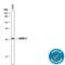 Insulin Like Growth Factor Binding Protein 2 antibody, AF674, R&D Systems, Western Blot image 