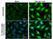 Protein Kinase, DNA-Activated, Catalytic Subunit antibody, GTX132793, GeneTex, Immunofluorescence image 