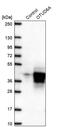 OTU Deubiquitinase 6A antibody, PA5-62772, Invitrogen Antibodies, Western Blot image 