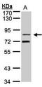 Transducin-like enhancer protein 2 antibody, PA5-28360, Invitrogen Antibodies, Western Blot image 