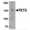 Tet Methylcytosine Dioxygenase 2 antibody, MBS151534, MyBioSource, Western Blot image 