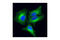 Tubulin antibody, 3623S, Cell Signaling Technology, Immunofluorescence image 