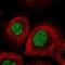 Methyltransferase Like 1 antibody, NBP2-58787, Novus Biologicals, Immunocytochemistry image 