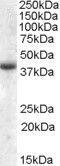 Apolipoprotein L6 antibody, GTX47580, GeneTex, Western Blot image 