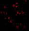 Small Ubiquitin Like Modifier 1 antibody, A00631, Boster Biological Technology, Immunofluorescence image 