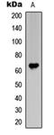 Frizzled Class Receptor 1 antibody, orb256544, Biorbyt, Western Blot image 