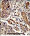 EBP Cholestenol Delta-Isomerase antibody, PA5-49666, Invitrogen Antibodies, Immunohistochemistry paraffin image 