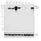 Ribosome Binding Protein 1 antibody, PA5-21392, Invitrogen Antibodies, Western Blot image 