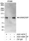 KN motif and ankyrin repeat domain-containing protein 2 antibody, A301-408A, Bethyl Labs, Immunoprecipitation image 