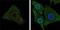 B-Raf Proto-Oncogene, Serine/Threonine Kinase antibody, NBP1-47433, Novus Biologicals, Immunofluorescence image 