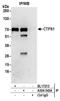 CTP Synthase 1 antibody, A304-543A, Bethyl Labs, Immunoprecipitation image 