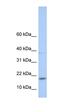 MYC Associated Factor X antibody, orb330083, Biorbyt, Western Blot image 