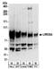 Leucine Rich Repeat Containing 8 VRAC Subunit A antibody, NBP2-32158, Novus Biologicals, Western Blot image 
