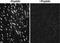 Solute Carrier Family 5 Member 1 antibody, NBP2-27569, Novus Biologicals, Immunocytochemistry image 